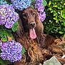 dog, brown_dog, long_hair, tongue_out, flower, hydrangea, purple_flower, blue_flower, green_leaves, garden, outdoor, nature, pet, animal, relaxed, playful, fur, tongue, leaf, mulch