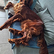 Raven participe au concours pour gagner de l'argent avec cette photo : dog, sofa, blanket, cushion, indoor, tile_floor, red_brown_fur, relaxed, pet, canine, long_hair, lying_down, cozy, living_room, towel, food_bag, portrait, fur, paw, tail