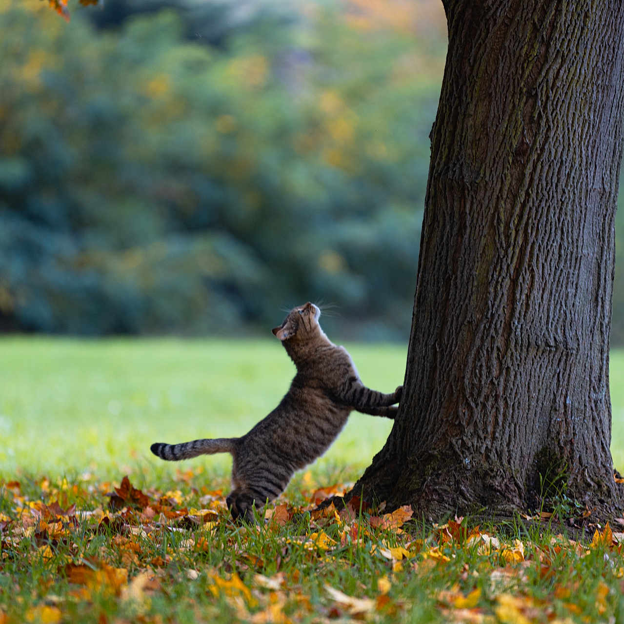 Bars a rejoint le concours — aidez-le/la à gagner de superbes lots ! animal, autumn_leaves, background_blur, cat, curious, daylight, fall, feline, grass, greenery, mammal, nature, outdoor, park, soft_focus, stretching, tabby, tree, trunk, wildlife
