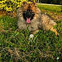 animal, canine, daytime, dog, fluffy, fur, grass, greenery, happy, laying_down, leafy, nature, outdoor, park, pet, relaxed, smiling, summer, sunlight, tongue_out
