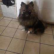 Aika a rejoint le concours — aidez-le/la à gagner de superbes lots ! dog, fluffy, pet, sitting, indoor, floor, tile, brown, black, white_paws, cabinet, bench, bag, fur, ears, eyes, looking, animal, domestic, home