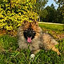 Aika participe au concours pour gagner de l'argent avec cette photo : animal, canine, daytime, dog, fluffy, fur, grass, greenery, happy, leaf, mammal, nature, outdoor, park, pet, puppy, relaxing, summer, sunlight, tongue_out