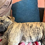 River joined the competition — help win amazing prizes! animal, blanket, brindle, closeup, comfort, couch, cozy, dog, ears, face, fur, home, indoor, nap, pet, pillow, relaxation, resting, sleeping, snout