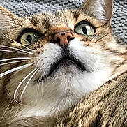 Bb joined the competition — help win amazing prizes! cat, tabby, close_up, whiskers, face, fur, eyes, nose, ear, pet, animal, curious, texture, grey_background, indoor, cute, feline, portrait, expression, lying_down