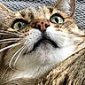 cat, tabby, close_up, whiskers, face, fur, eyes, nose, ear, pet, animal, curious, texture, grey_background, indoor, cute, feline, portrait, expression, lying_down
