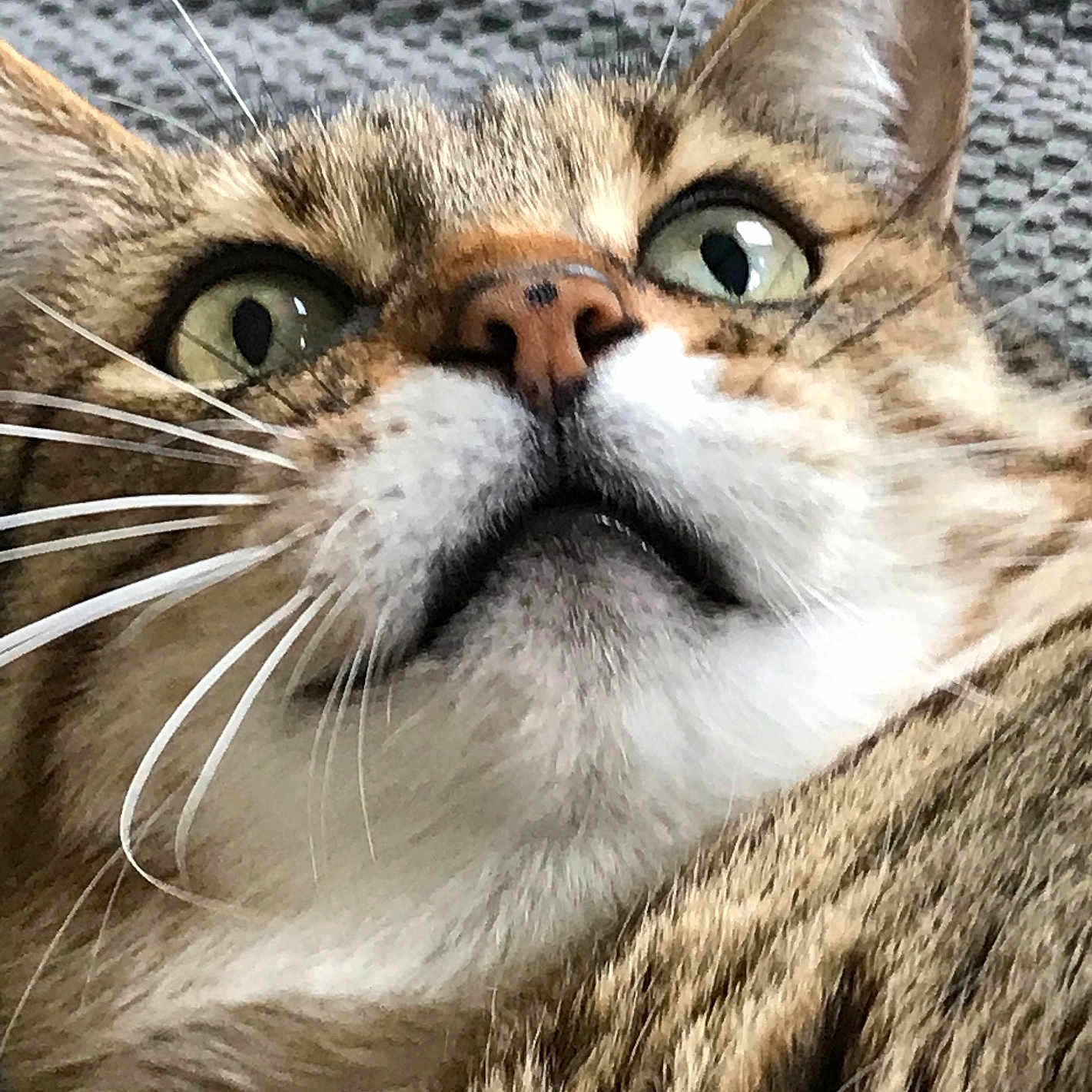 Bb