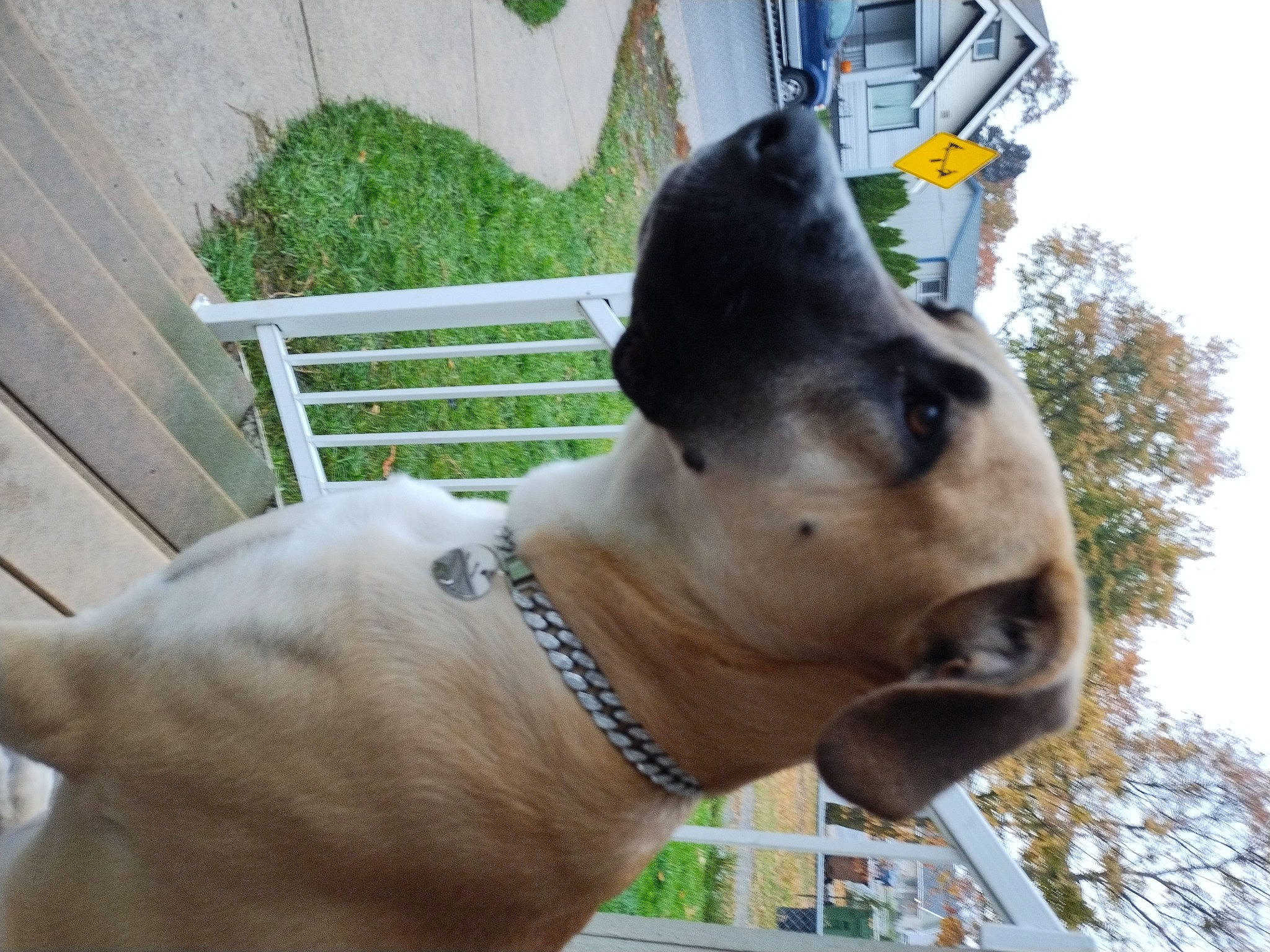 Marley Jane Vaughn is registered to the contest to win money with this photo: carnivore, collar, companion_dog, dog, dog_breed, dog_collar, fawn, flowerpot, grass, liver, pack_animal, pet_supply, plant, sky, snout, sporting_group, tail, terrestrial_animal, tree, working_animal