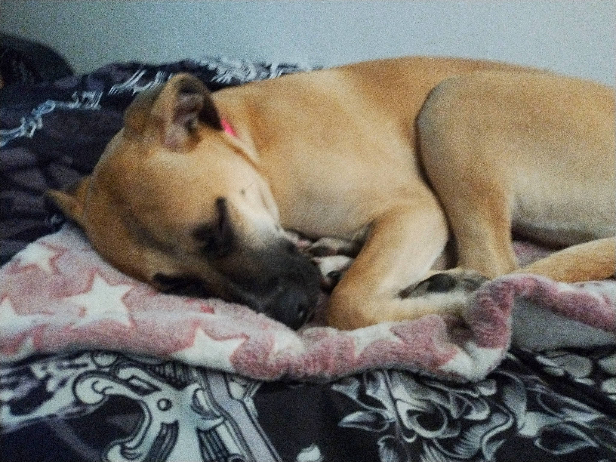 Marley Jane Vaughn is registered to the contest to win money with this photo: blanket, canidae, carnivore, comfort, companion_dog, dog, dog_breed, fawn, fur, linens, nap, non_sporting_group, paw, sleep, snout, sporting_group, terrestrial_animal, whiskers, wildlife