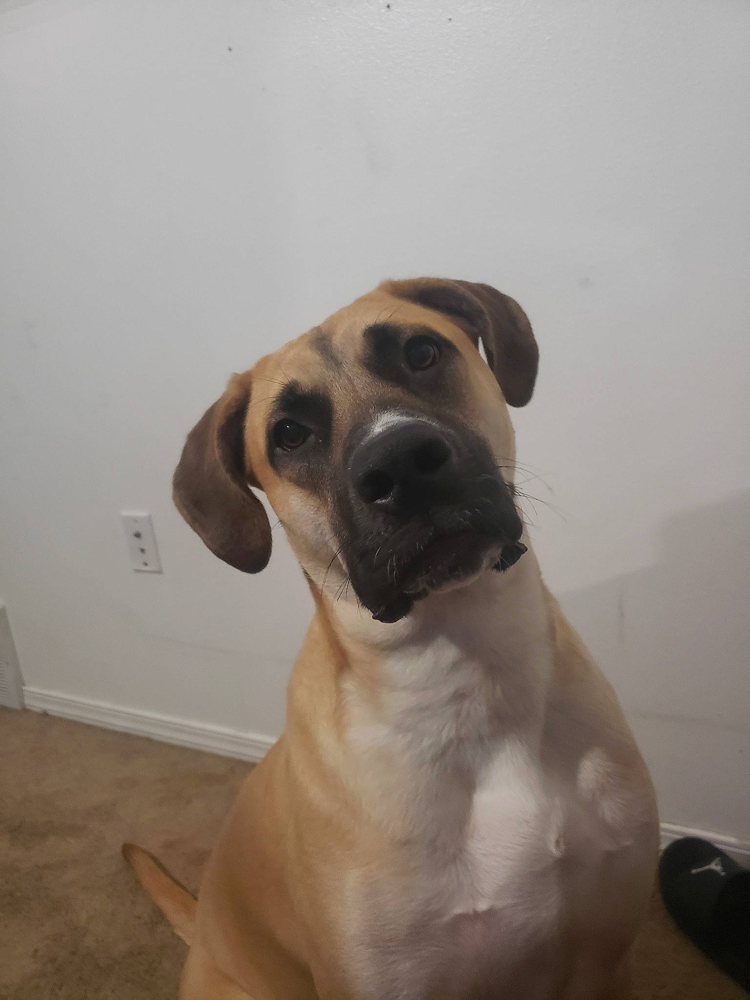 Marley Jane Vaughn joined the competition — help win amazing prizes! canidae, carnivore, collar, companion_dog, dog, dog_breed, dog_collar, dog_supply, ear, fawn, guard_dog, non_sporting_group, pet_supply, snout, sporting_group, whiskers, working_animal, working_dog