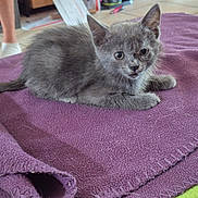 Tchoupi participe au concours pour gagner de l'argent avec cette photo : kitten, cat, gray_fur, blanket, purple, indoor, pet, animal, fur, laying_down, curious, young, floor, human_legs, white_socks, cozy, domestic, cute, small, resting