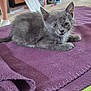 kitten, cat, gray_fur, blanket, purple, indoor, pet, animal, fur, laying_down, curious, young, floor, human_legs, white_socks, cozy, domestic, cute, small, resting