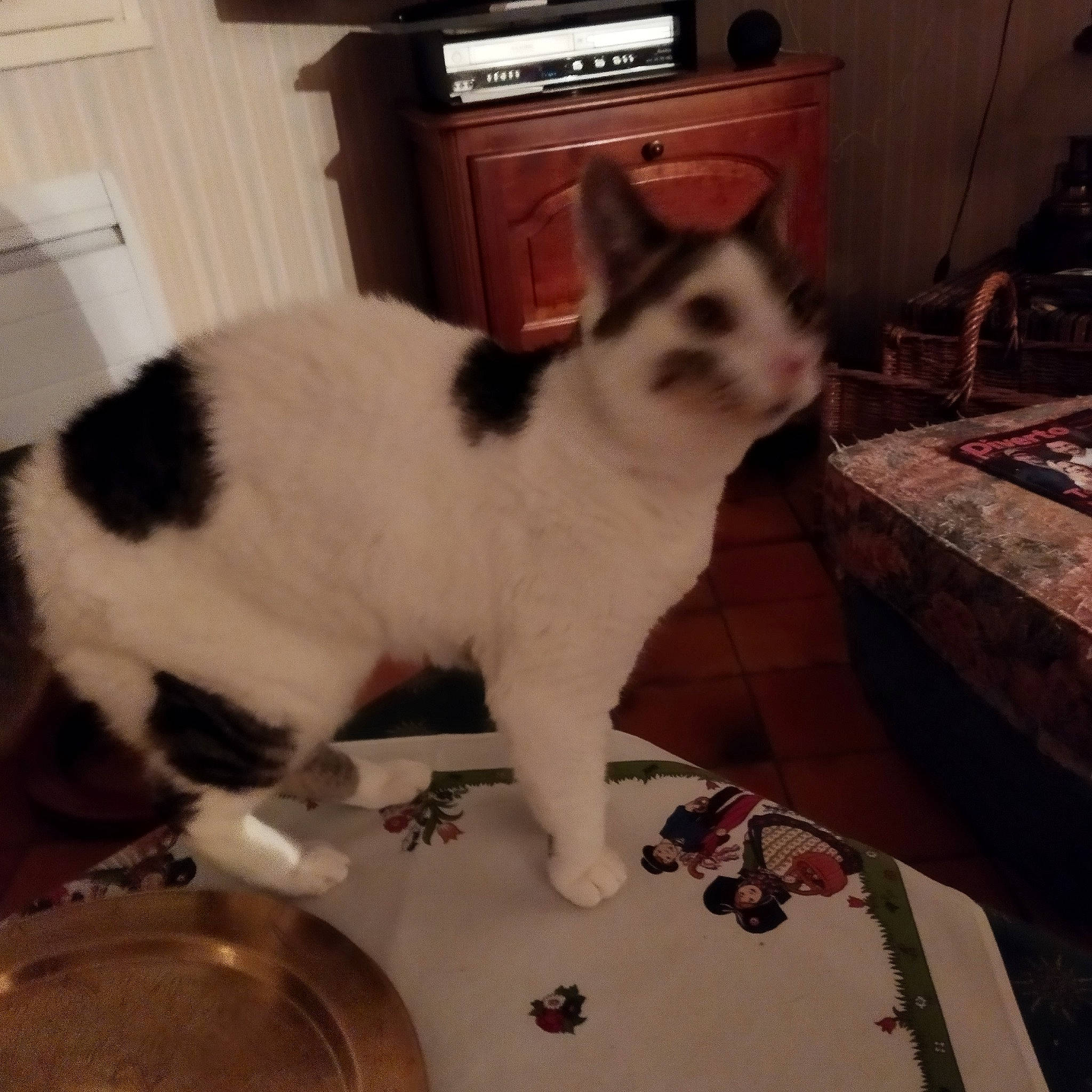 Vickie participe au concours pour gagner de l'argent avec cette photo : carnivore, cat, domestic_short_haired_cat, door, eye, felidae, floor, flooring, fur, hardwood, home_appliance, kitchen_appliance, paw, room, small_to_medium_sized_cats, snout, tail, whiskers, window, wood