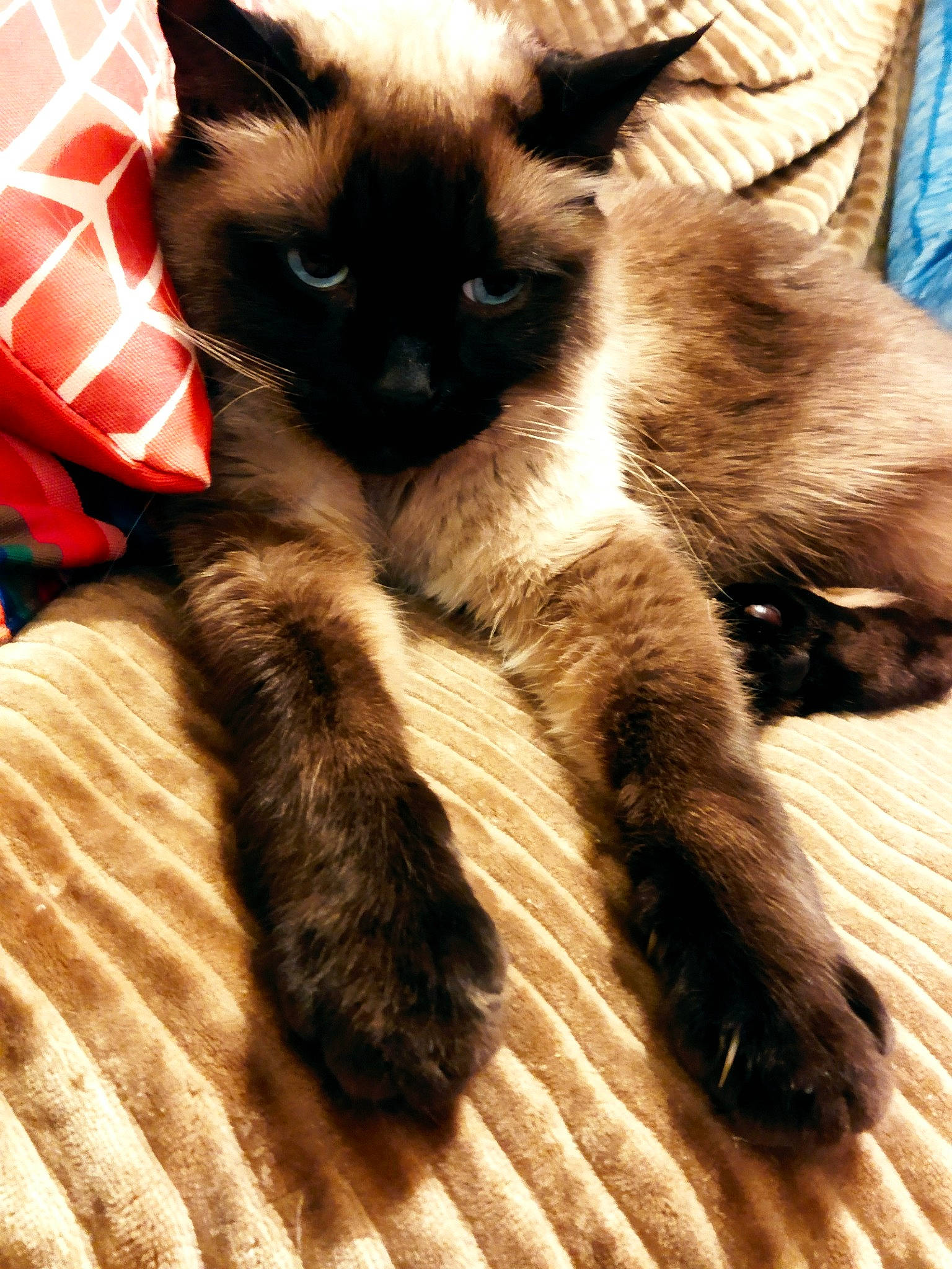 Rubis participe au concours pour gagner de l'argent avec cette photo : balinese, birman, carnivore, cat, cat_supply, claw, comfort, domestic_short_haired_cat, fawn, felidae, fur, paw, siamese, small_to_medium_sized_cats, snout, tail, terrestrial_animal, thai, tree, whiskers