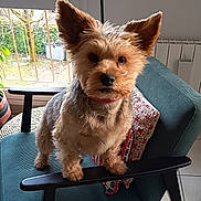 Paddle participe au concours pour gagner de l'argent avec cette photo : animal, brown, chair, cozy, curious, cushion, dog, domestic_animal, ear, face, fur, furniture, home, indoor, looking, pet, portrait, small_dog, teal, window