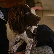 Athena a rejoint le concours — aidez-le/la à gagner de superbes lots ! dog, brown_and_white_dog, spaniel, floppy_ears, speckled_paws, profile, sitting, pet, companion_animal, indoor, living_room, lap, person, dark_lighting, portrait, fur, long_ears, white_chest, cozy, photography