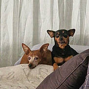 Opium Et Oscar a rejoint le concours — aidez-le/la à gagner de superbes lots ! dog, small_dog, tan_dog, black_dog, couch, blanket, pillow, indoor, pet, companion, relaxing, curtain, cozy, resting, animal, fur, ears, face, home, soft_light