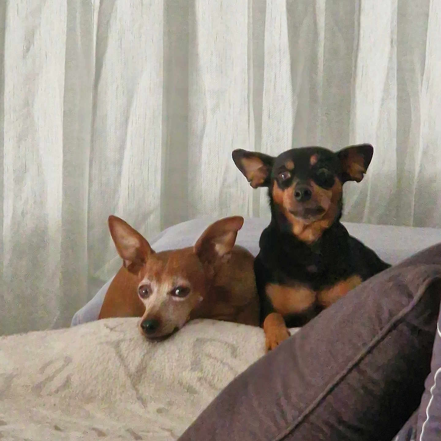 Opium Et Oscar