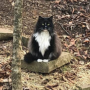 Kitty joined the competition — help win amazing prizes! cat, fluffy_cat, black_and_white, outdoor, nature, stone, leaves, twigs, animal, pet, green_eyes, sitting, fur, tree, ground, wild, woods, mammal, closeup, portrait