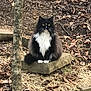 cat, fluffy_cat, black_and_white, outdoor, nature, stone, leaves, twigs, animal, pet, green_eyes, sitting, fur, tree, ground, wild, woods, mammal, closeup, portrait