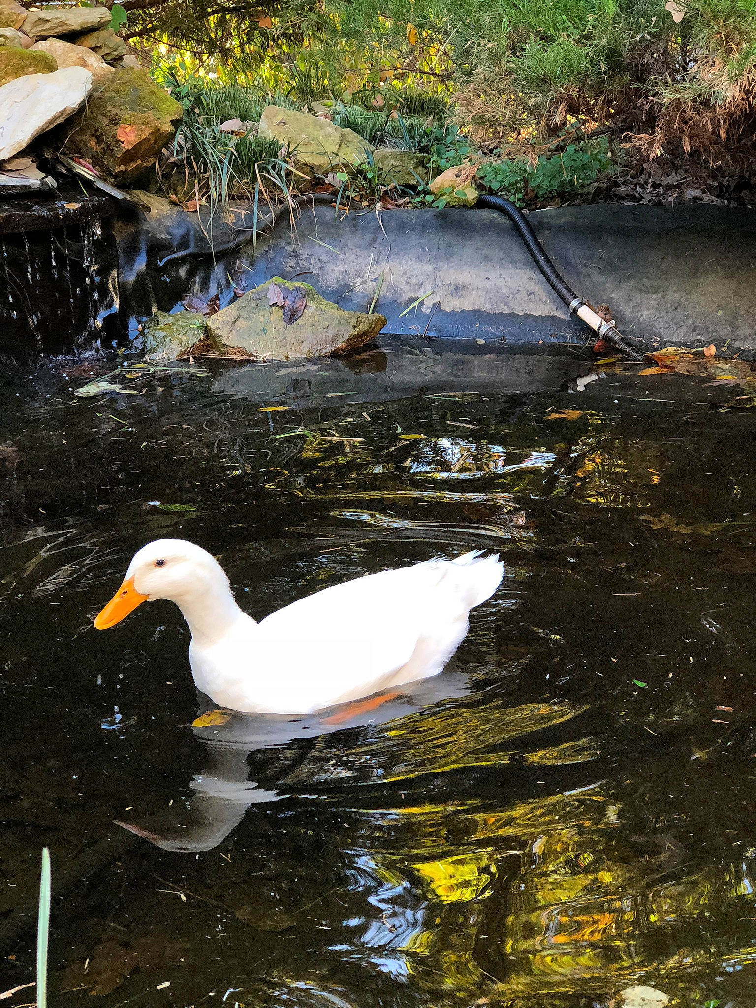 Butters joined the competition — help win amazing prizes! _geese_and_swans, beak, bird, botany, duck, ducks, goose, leaf, nature_reserve, pond, reflection, tree, vegetation, water, water_bird, watercourse, waterfowl, waterway, white, wildlife