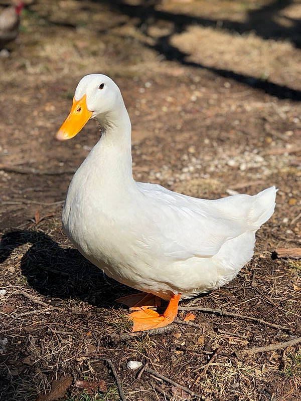 Butters is registered to the contest to win money with this photo: _geese_and_swans, adaptation, beak, bird, duck, ducks, feather, goose, livestock, plant, poultry, vertebrate, water_bird, waterfowl, wildlife
