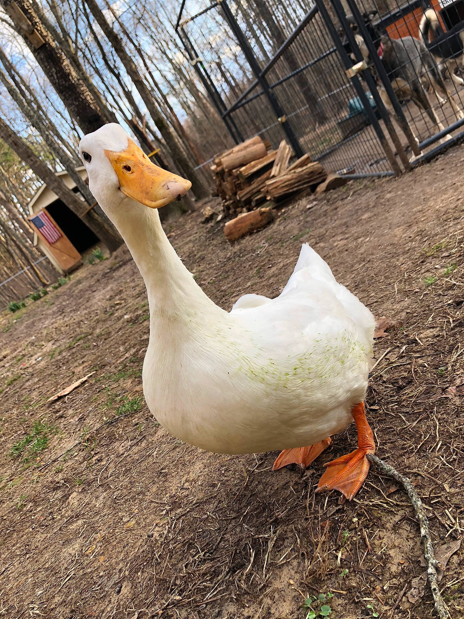 Butters is registered to the contest to win money with this photo: _geese_and_swans, beak, bird, duck, ducks, feather, fowl, goose, livestock, neck, plant, poultry, water_bird, waterfowl
