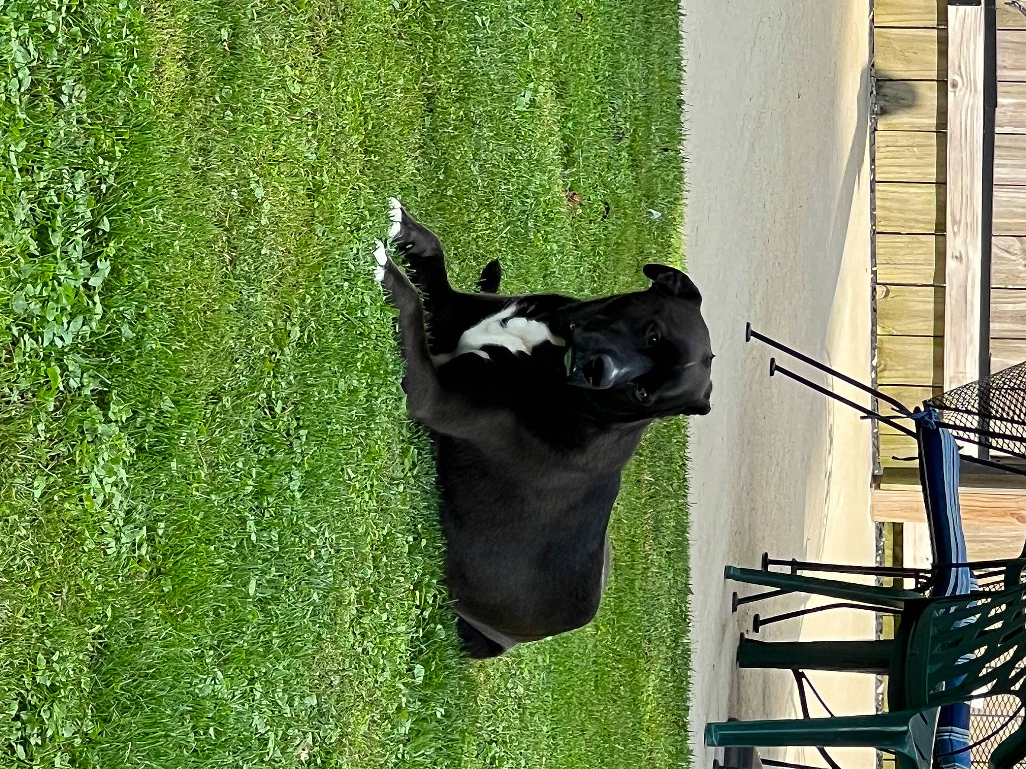 Penelope is registered to the contest to win money with this photo: bovine, carnivore, dog_breed, fawn, fur, grass, grassland, groundcover, pasture, pet_supply, plant, shadow, shrub, snout, sporting_group, tail, terrestrial_animal, tints_and_shades, window, working_animal