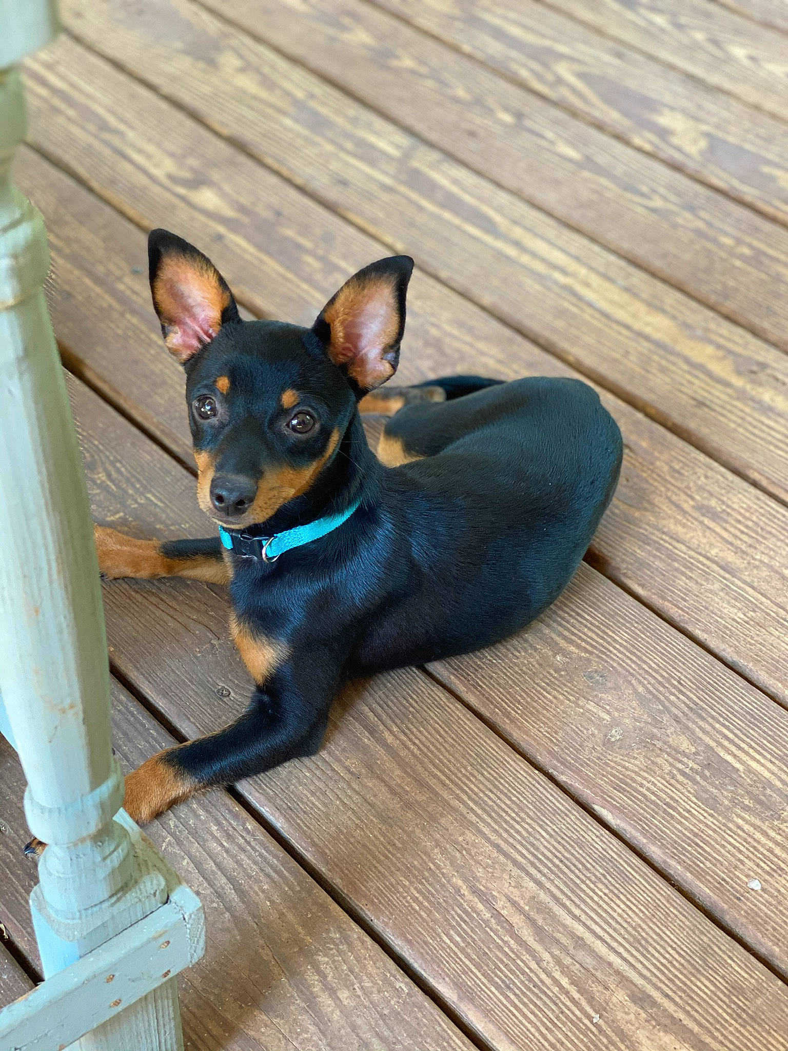 Tripp is registered to the contest to win money with this photo: canidae, carnivore, collar, companion_dog, dog, dog_breed, dog_supply, electric_blue, fawn, flooring, grey, hardwood, pet_supply, plank, snout, sporting_group, toy_dog, whiskers, wood, working_animal