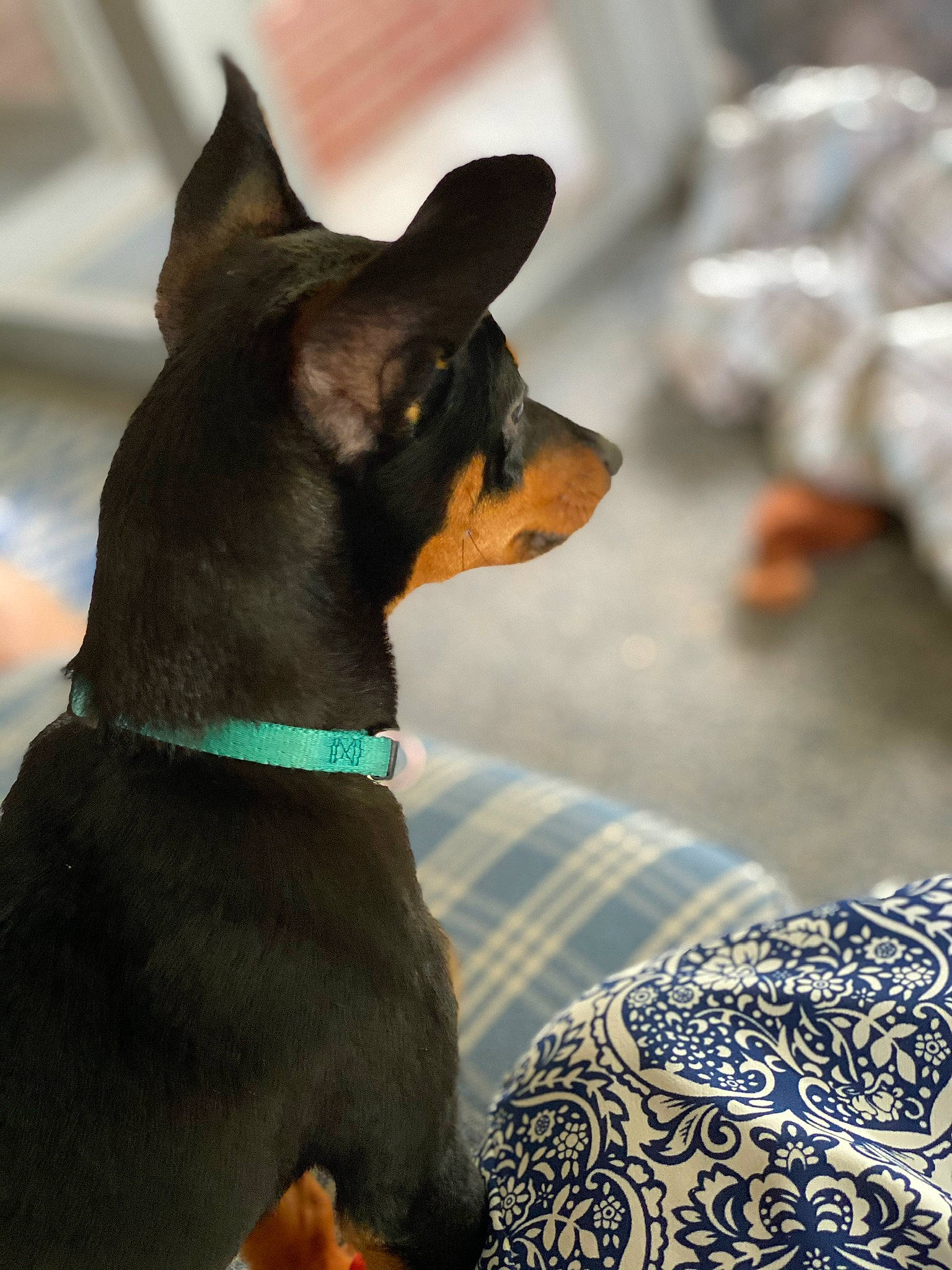 Tripp is registered to the contest to win money with this photo: canidae, carnivore, collar, comfort, companion_dog, dog, dog_breed, dog_collar, dog_supply, fawn, fur, guard_dog, linens, mammal, pinscher, prazsky_krysarik, sporting_group, toy_dog, whiskers, working_animal