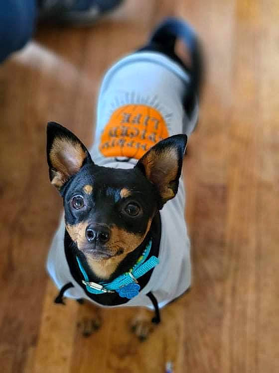 Tripp is registered to the contest to win money with this photo: aircraft, canidae, carnivore, collar, companion_dog, corgi_chihuahua, dog, dog_breed, dog_supply, electric_blue, fashion_accessory, fawn, puppy, russkiy_toy, snout, sporting_group, toy_dog, whiskers, wood, working_animal