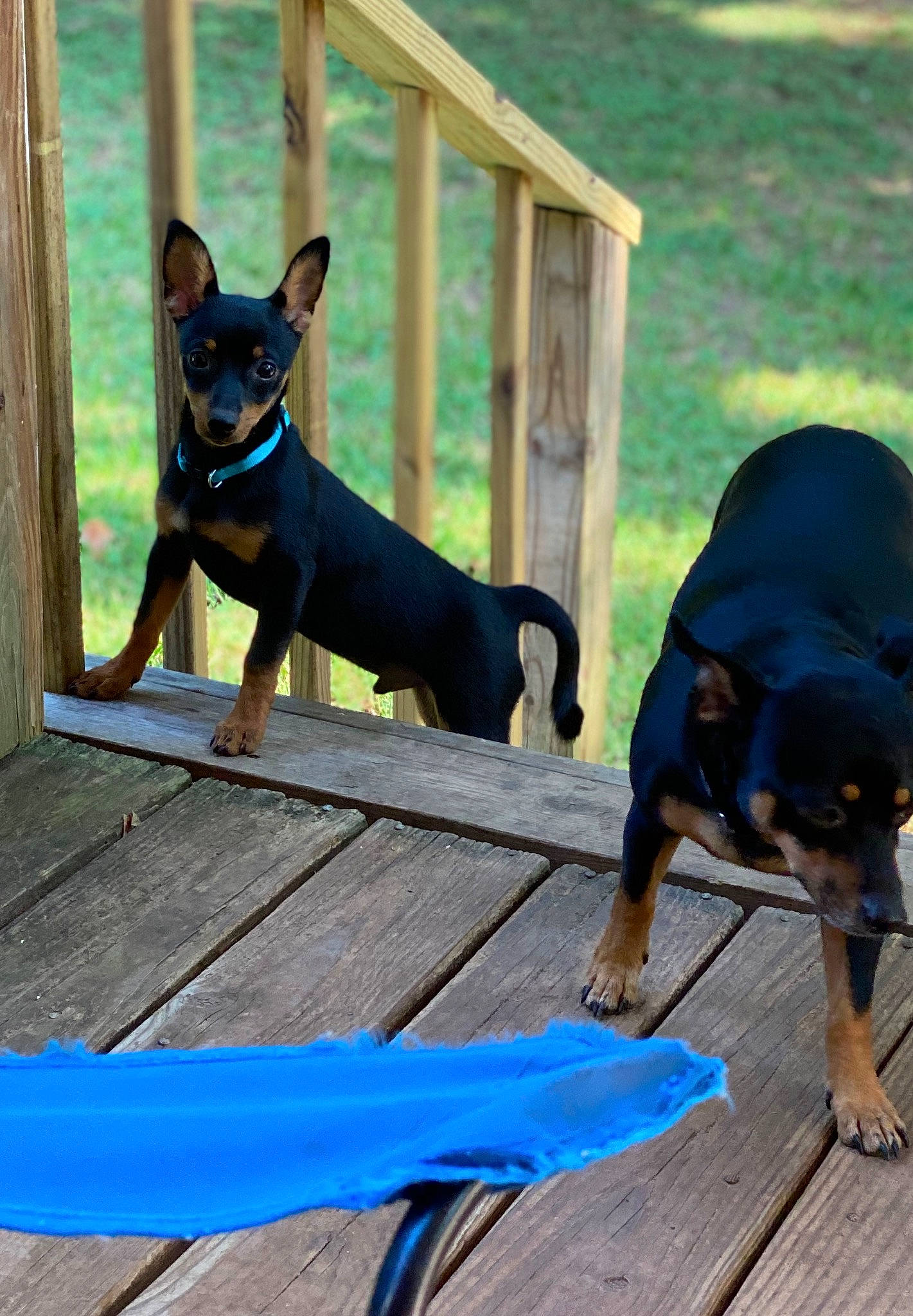 Tripp joined the competition — help win amazing prizes! blue, canidae, carnivore, collar, companion_dog, dog, dog_breed, dog_collar, dog_supply, electric_blue, fawn, green, guard_dog, pet_supply, plant, sporting_group, tail, wood, working_animal, working_dog