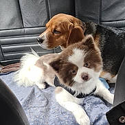 Nala Et Hermes a rejoint le concours — aidez-le/la à gagner de superbes lots ! dog, beagle, fluffy_dog, car_interior, car_seat, blanket, pet, animal, canine, fur, seat_cover, resting, side_view, leather_seat, domestic_animal, companion, cute, two_dogs, indoor, relaxed