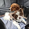 dog, beagle, fluffy_dog, car_interior, car_seat, blanket, pet, animal, canine, fur, seat_cover, resting, side_view, leather_seat, domestic_animal, companion, cute, two_dogs, indoor, relaxed