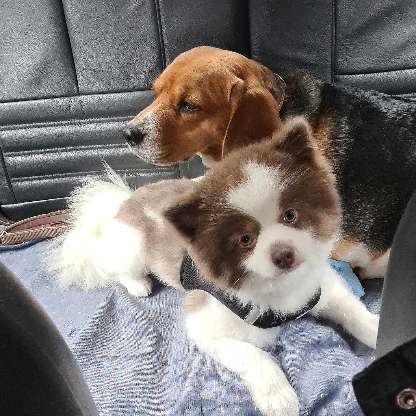 Nala Et Hermes a rejoint le concours — aidez-le/la à gagner de superbes lots ! dog, beagle, fluffy_dog, car_interior, car_seat, blanket, pet, animal, canine, fur, seat_cover, resting, side_view, leather_seat, domestic_animal, companion, cute, two_dogs, indoor, relaxed