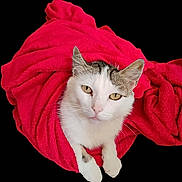 Mickey a rejoint le concours — aidez-le/la à gagner de superbes lots ! animal, blanket, cat, closeup, comfortable, cozy, cute, eyes, feline, fur, gray_markings, indoor, paws, pet, portrait, red_blanket, resting, soft_texture, whiskers, white_cat