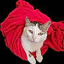 animal, blanket, cat, closeup, comfortable, cozy, cute, eyes, feline, fur, gray_markings, indoor, paws, pet, portrait, red_blanket, resting, soft_texture, whiskers, white_cat