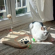 Mickey a rejoint le concours — aidez-le/la à gagner de superbes lots ! cat, indoor, sunlight, scratching_pad, toy, paw_print, window, curtain, floor, pet, feline, relaxing, white_cat, gray_cat, ball_toy, sunbeam, resting, cozy, home, domestic_animal