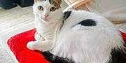 Mickey participe au concours pour gagner de l'argent avec cette photo : cat, white_cat, black_spots, red_cushion, indoor, wooden_chair, blanket, relaxed, pet, fur, animal, cute, eyes, whiskers, floor, cozy, furniture, resting, home, domestic