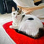 cat, white_cat, black_spots, red_cushion, indoor, wooden_chair, blanket, relaxed, pet, fur, animal, cute, eyes, whiskers, floor, cozy, furniture, resting, home, domestic