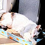 cat, sleeping, sunlight, window, indoor, pet, resting, box, scratcher, animal, feline, relaxed, cozy, daylight, paw, fur, whiskers, cute, peaceful, home