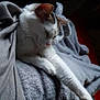 cat, stretching, blanket, indoor, feline, resting, sleepy, fur, cozy, relaxed, pet, animal, comfort, soft, warm, whiskers, paw, home, domestic, cute