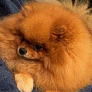 Scatlett participe au concours pour gagner de l'argent avec cette photo : dog, pomeranian, fluffy, orange_fur, pet, cute, animal, cozy, blanket, indoor, small_dog, fur, resting, close_up, paw, domestic_animal, companion, cute_pet, portrait, sleepy