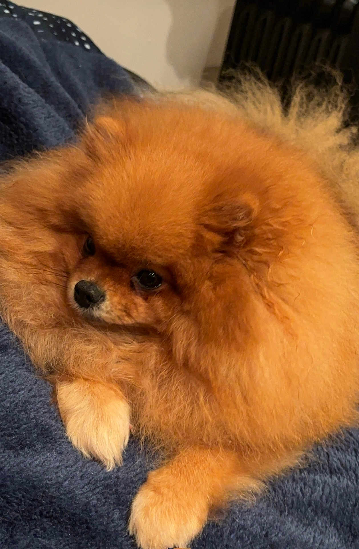 Scatlett participe au concours pour gagner de l'argent avec cette photo : dog, pomeranian, fluffy, orange_fur, pet, cute, animal, cozy, blanket, indoor, small_dog, fur, resting, close_up, paw, domestic_animal, companion, cute_pet, portrait, sleepy