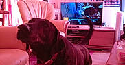 Nora a rejoint le concours — aidez-le/la à gagner de superbes lots ! dog, black_dog, standing, indoors, living_room, pet, collar, tail, furniture, armchair, television, entertainment_center, curtains, window, rug, wood_floor, home, wall_art, pink_lighting, photograph