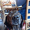 Nora participe au concours pour gagner de l'argent avec cette photo : dog, black_dog, brown_markings, pet, animal, portrait, close_up, face, eyes, nose, whiskers, collar, red_collar, sitting, indoors, dining_room, table, chairs, person, home