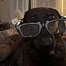 Nora participe au concours pour gagner de l'argent avec cette photo : dog, black_dog, sunglasses, pet, animal, portrait, close_up, indoors, living_room, sitting, brown_fur, dark_fur, floppy_ears, collar, tag, nose, eyes, funny, fashion, photography