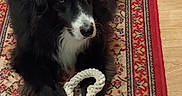 Lusty a rejoint le concours — aidez-le/la à gagner de superbes lots ! dog, black_and_white, fluffy, long_hair, lying_down, rug, carpet, rope_toy, indoors, wood_floor, pet, animal, portrait, looking_at_camera, white_markings, black_fur, paws, tail, home, cozy