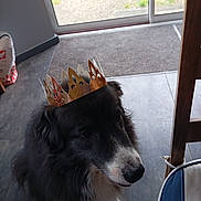 Lusty a rejoint le concours — aidez-le/la à gagner de superbes lots ! dog, crowned_dog, black_and_white, fluffy, portrait, pet, animal, face, muzzle, nose, eyes, long_hair, fur, indoor, doorway, floor, tile, window, grass, royalty