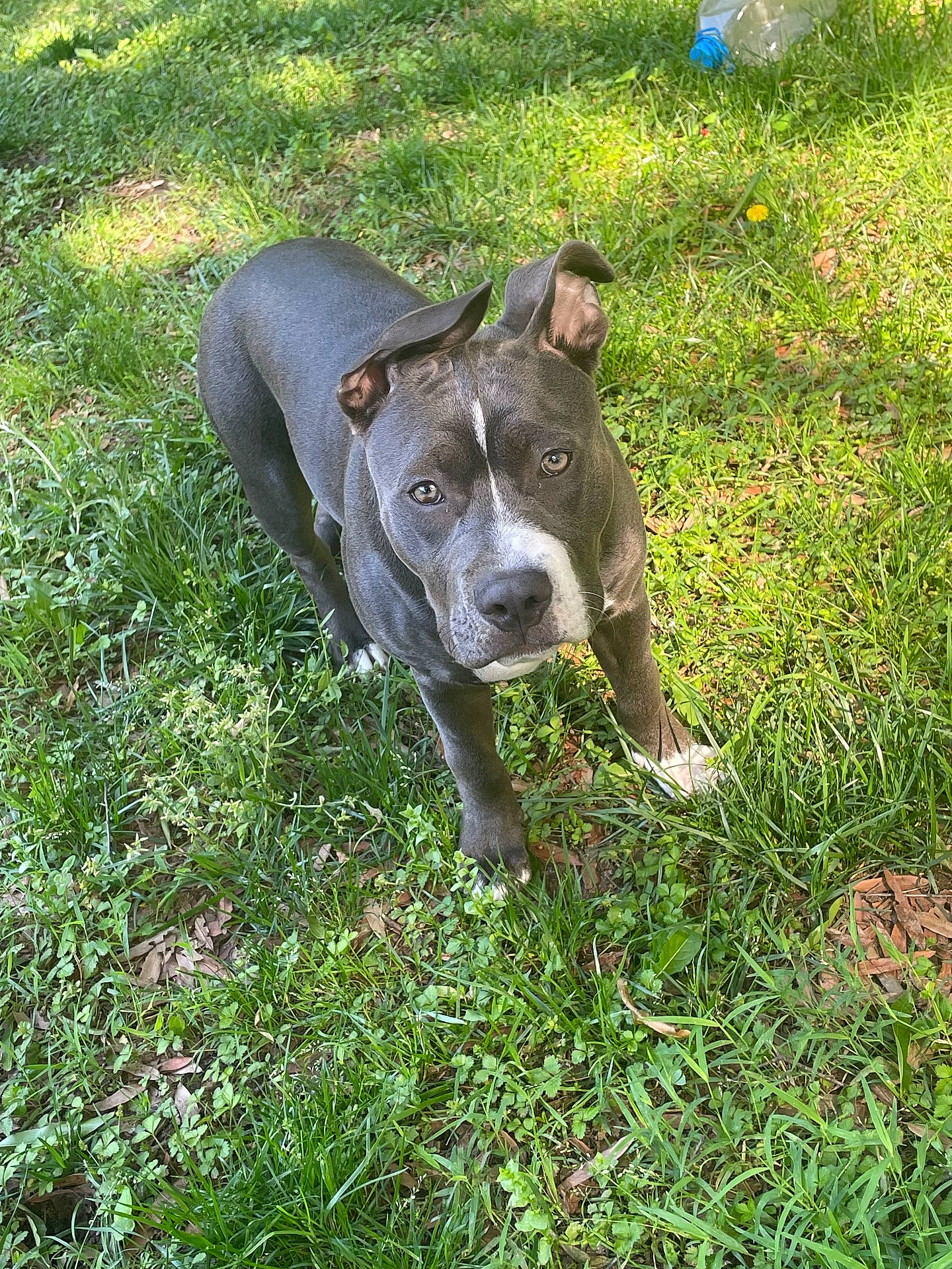 Lola