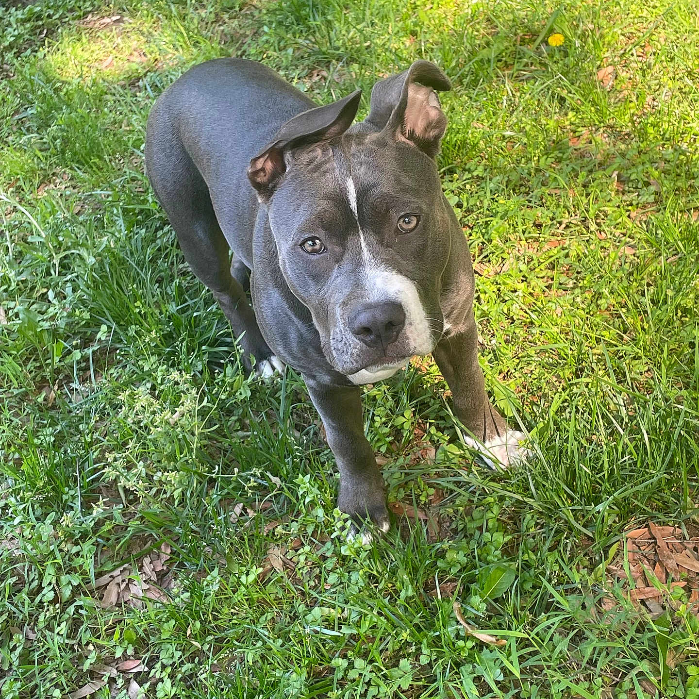 Lola